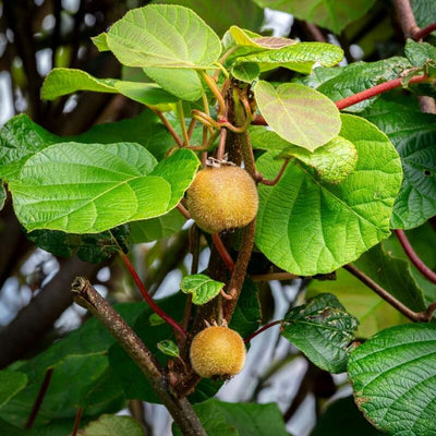 Kiwi „Actinidia Deliciosa Atlas” la ghiveci – arbust fructifer | Regatul Plantelor