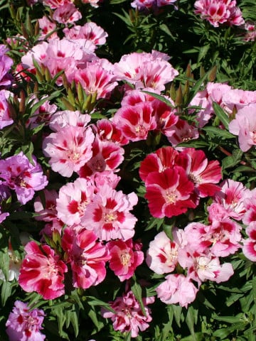 Seminte de Godetia Grandiflora  "Azalee"