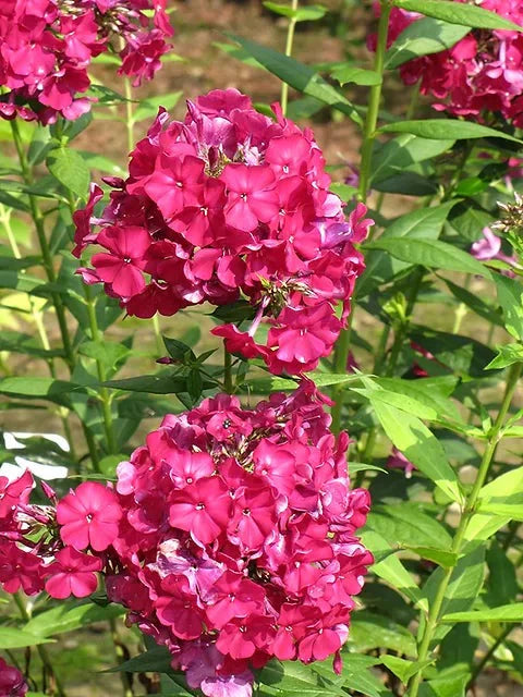 Bulbi de Phlox "Nicky I" (Brumarele), 2 Bucăți