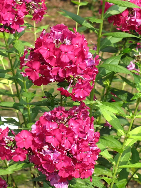 Bulbi de Phlox "Nicky I" (Brumarele), 1 Bucata