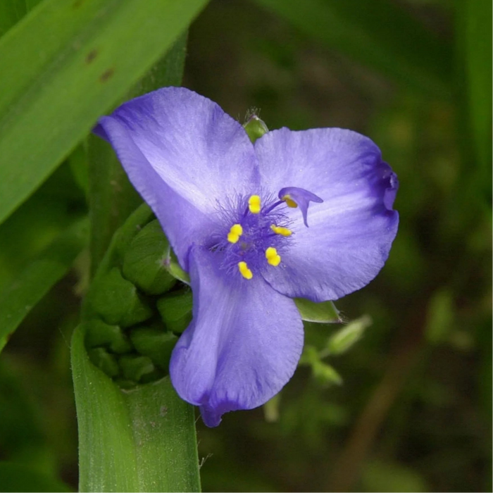 Telegraf  "Tradescantia Barbel"
