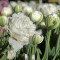 Bulbi Lalele Snow Crystal 5 buc