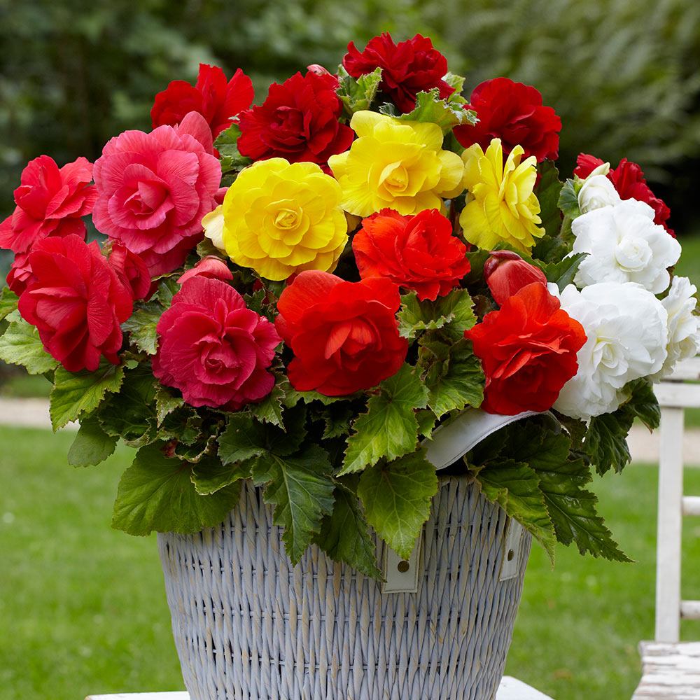 Bulbi de Begonia "Double Mix", 5 Bucăți