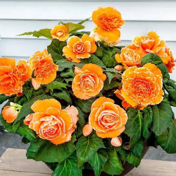 Bulbi de Begonia "Picotee Lace", Orange, 2 Bucăți
