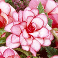Bulbi de Begonia "Bouton de Rose", Roz, 2 Bucăți