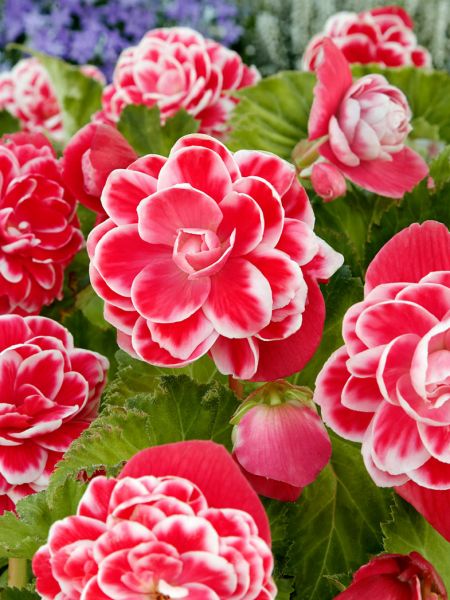 Bulbi de Begonia "Picotee Lace", Pink, 2 Bucăți