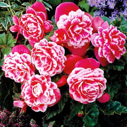 Bulbi de Begonia "Camellia", Roz, 1 Bucata