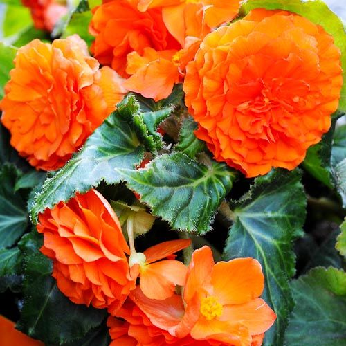 Bulbi de Begonia "Double", Portocaliu, 2 Bucăți