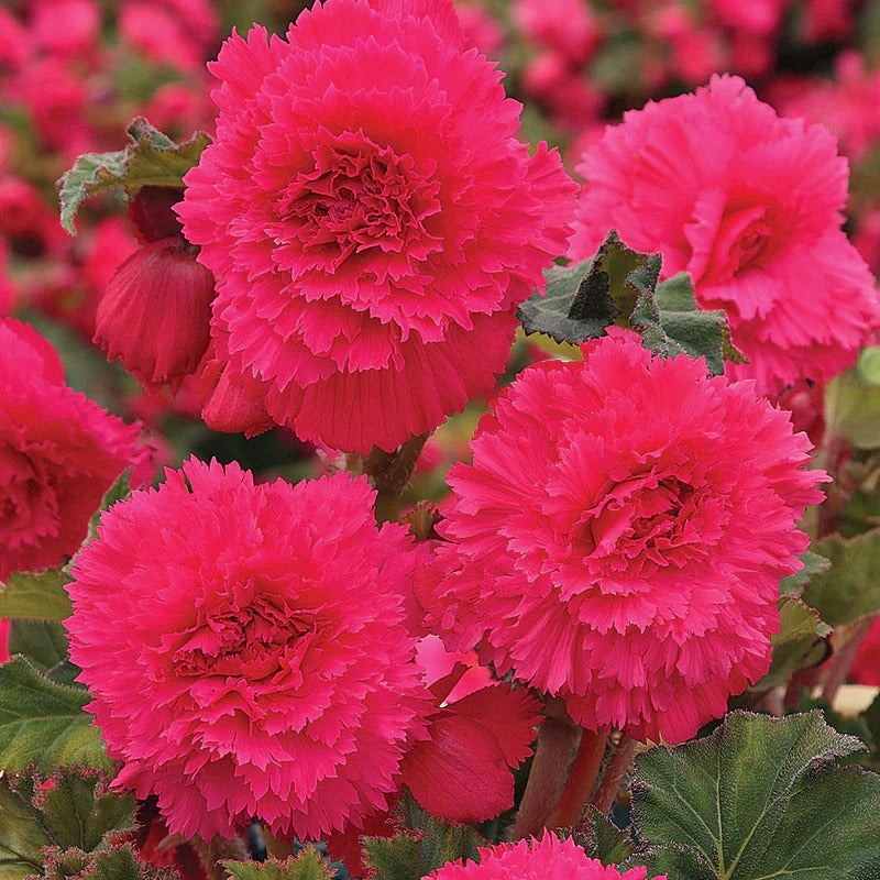 Bulbi de Begonia "Fimbriata", Roz, 2 Bucăți