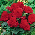 Bulbi de Begonia "Fimbriata Dark Red", 2 Bucăți
