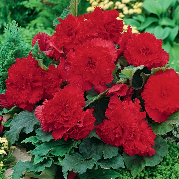 Bulbi de Begonia "Fimbriata Dark Red", 2 Bucăți