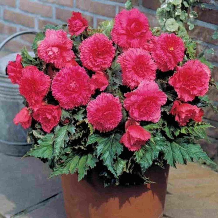 Bulbi de Begonia "Fimbriata", Roz, 1 Bucata