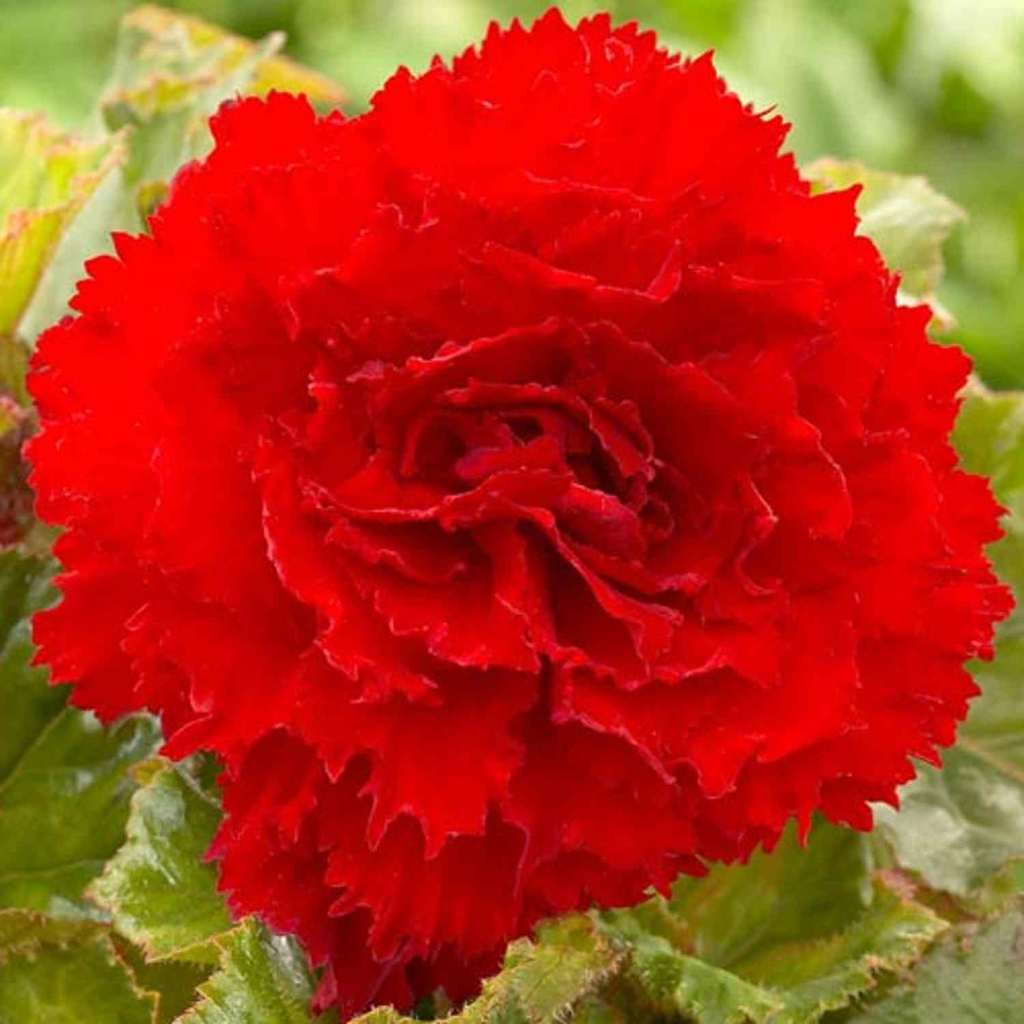 Bulbi de Begonia "Fimbriata Dark Red", 2 Bucăți