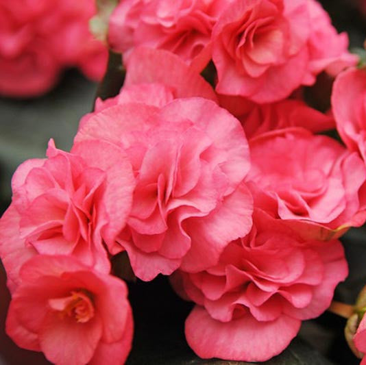 Bulbi de Begonia "NonStop", Roz, 2 Bucăți
