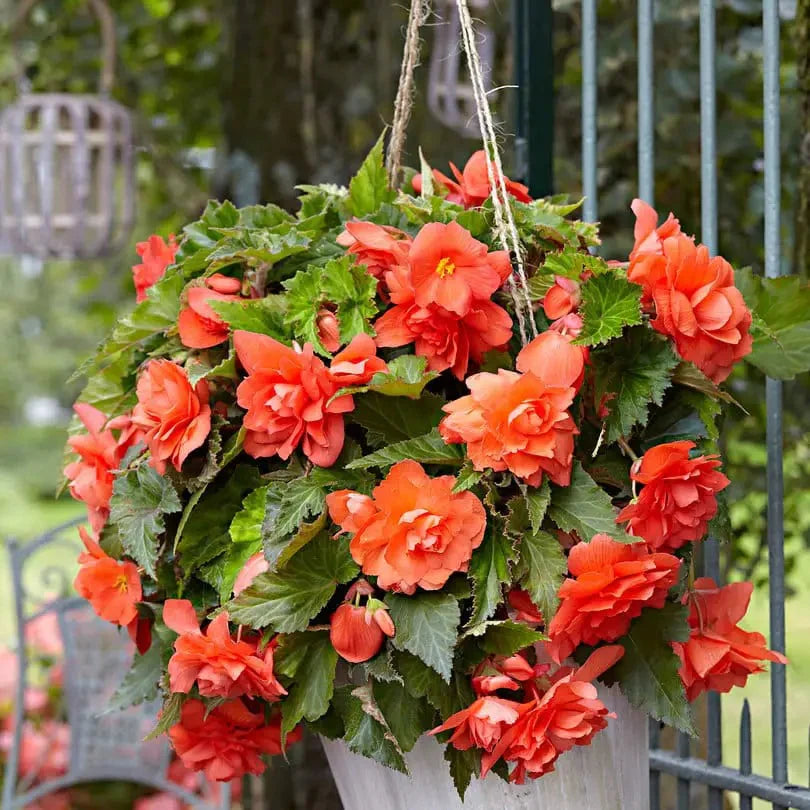 Bulbi de Begonia "Cascade", Portocaliu, 2 Bucăți