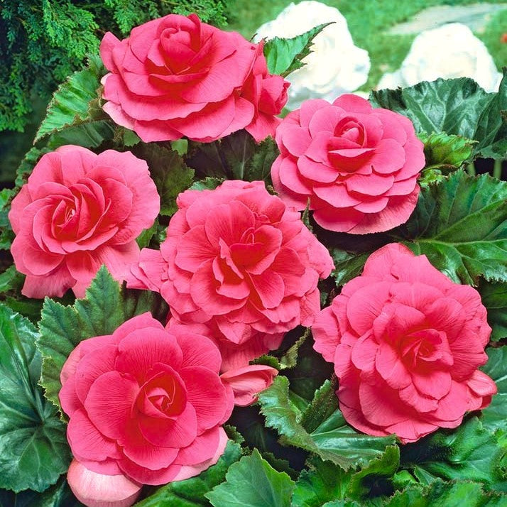 Bulbi de Begonia "Double", Roz, 2 Bucăți