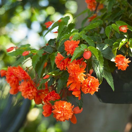 Bulbi de Begonia "Pendula", Portocaliu, 2 Bucăți