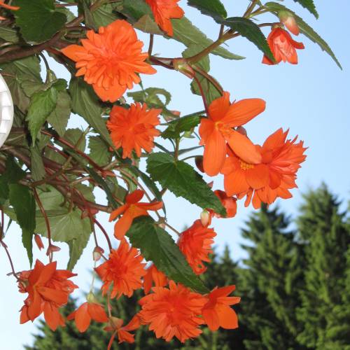 Bulbi de Begonia "Pendula", Portocaliu, 2 Bucăți