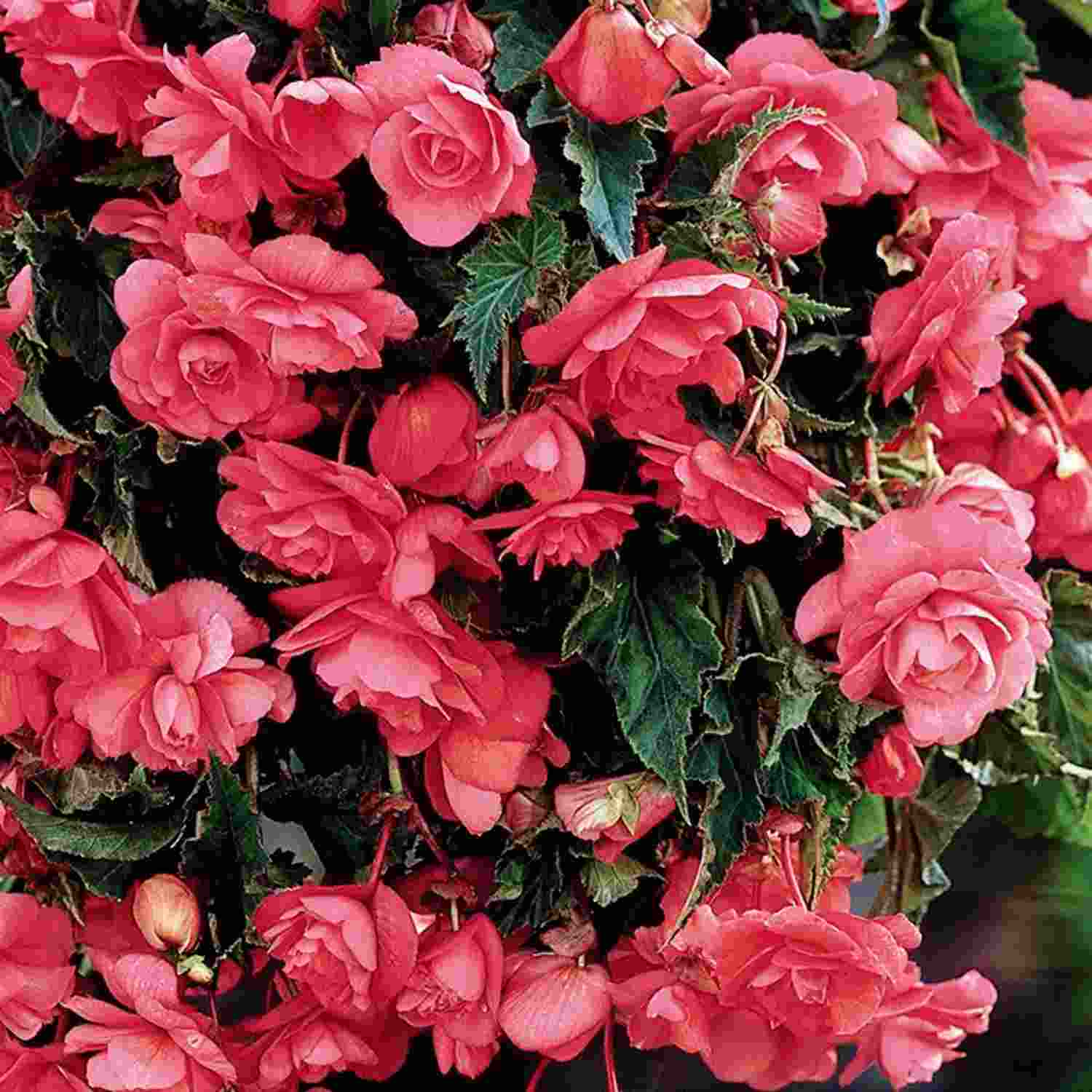 Bulbi de Begonia "Pendula", Roz, 2 Bucăți
