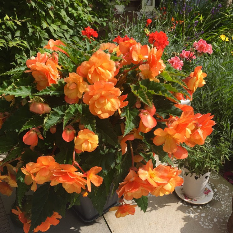 Bulbi de Begonia "Picotee Cascade Sunray", 2 Bucăți