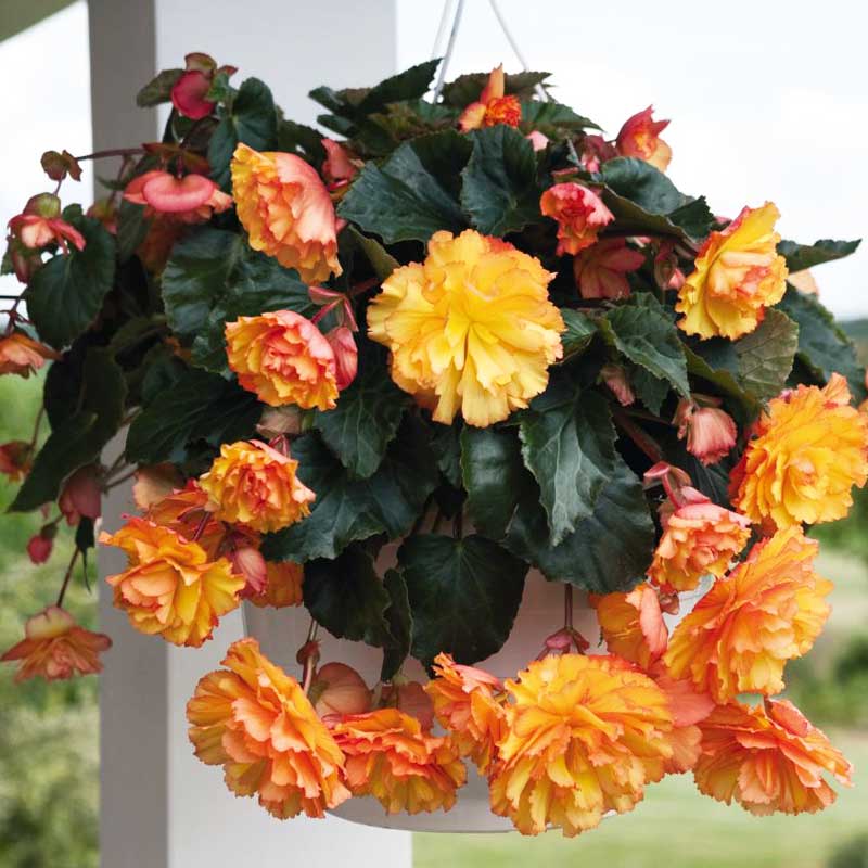 Bulbi de Begonia "Picotee Cascade Sunray", 2 Bucăți