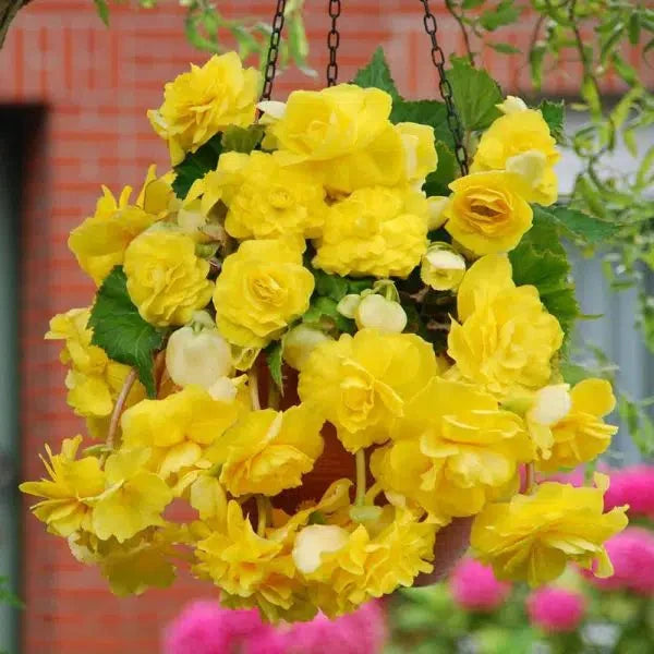 Bulbi de Begonia "Cascade", Galben, 2 Bucăți