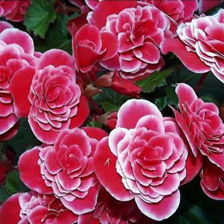 Bulbi de Begonia "Picotee Lace", Pink, 2 Bucăți