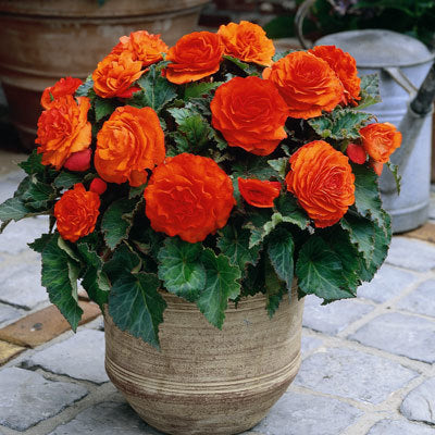 Bulbi de Begonia "Fimbriata", Portocaliu, 2 Bucăți