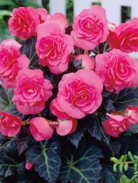 Bulbi de Begonia "Double", Roz, 2 Bucăți