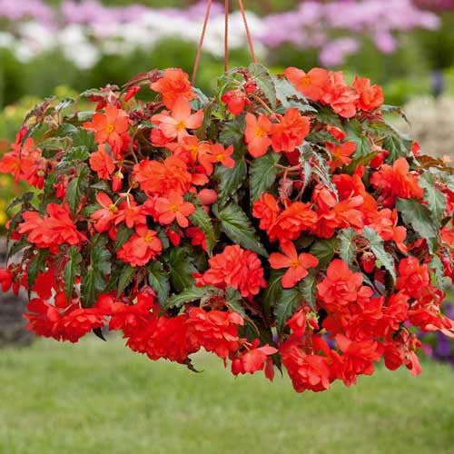 Bulbi de Begonia "Cascade", Portocaliu, 2 Bucăți