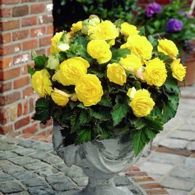 Bulbi de Begonia "Double", Galben, 2 Bucăți