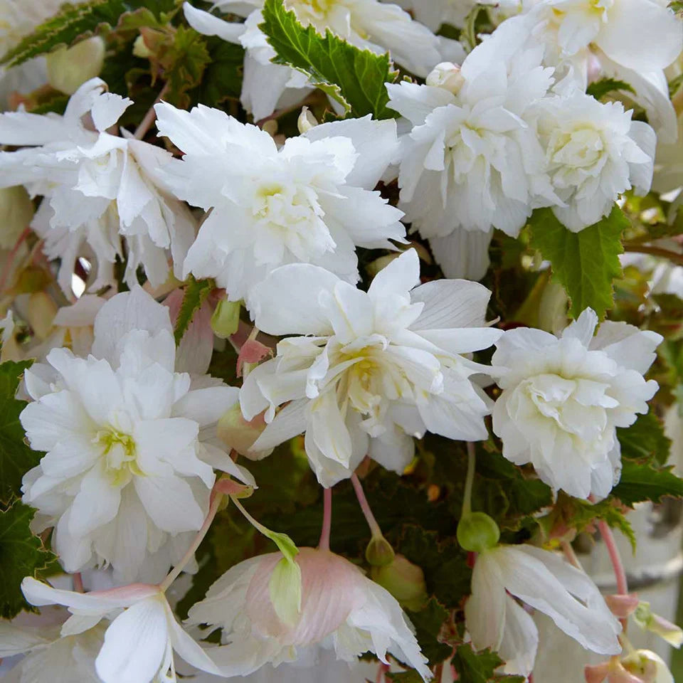 Bulbi de Begonia "Cascade", Alb, 2 Bucăți