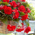 Bulbi de Begonia "Cascade", Rosu, 2 Bucăți