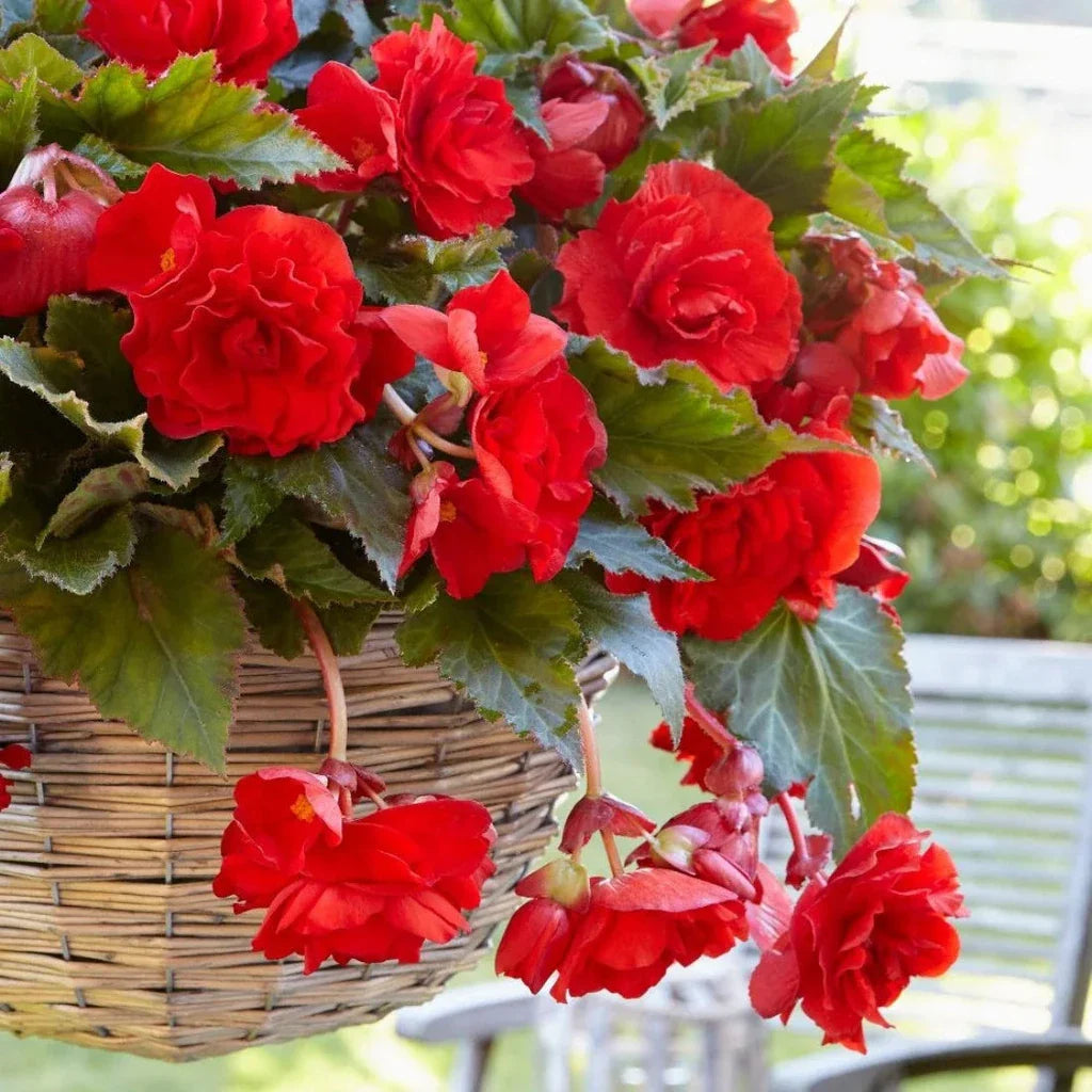 Bulbi de Begonia "Cascade", Rosu, 2 Bucăți