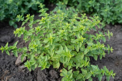 Oregano