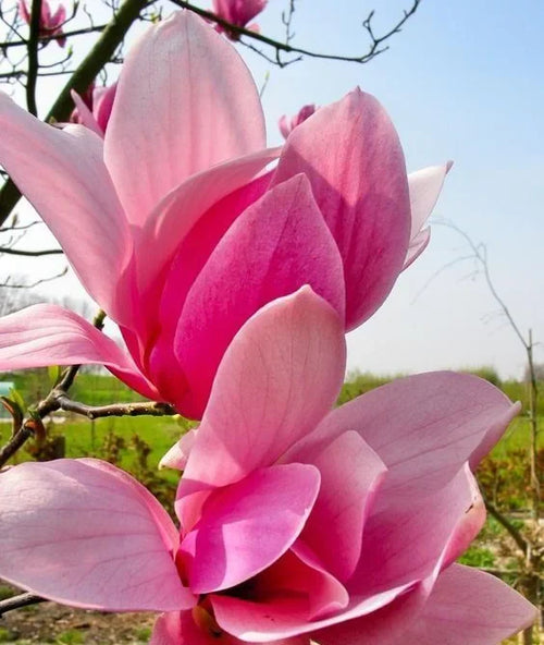 Magnolia "Betty" la ghiveci