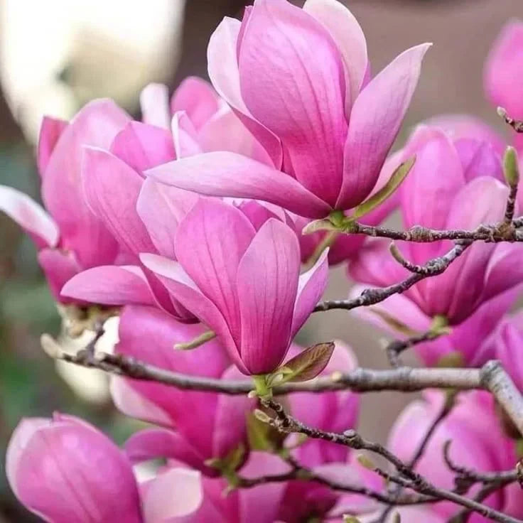 Magnolia "Betty" la ghiveci