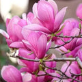 Magnolia "Betty" la ghiveci