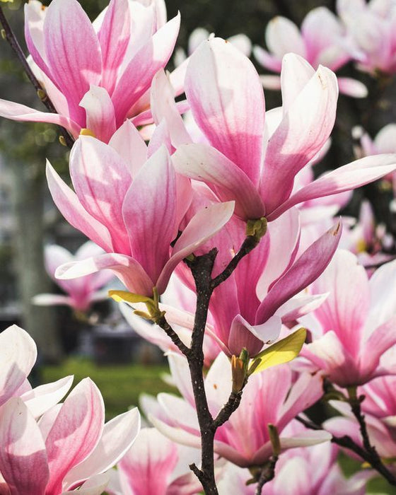 Magnolia "Betty", la ghiveci de 2L