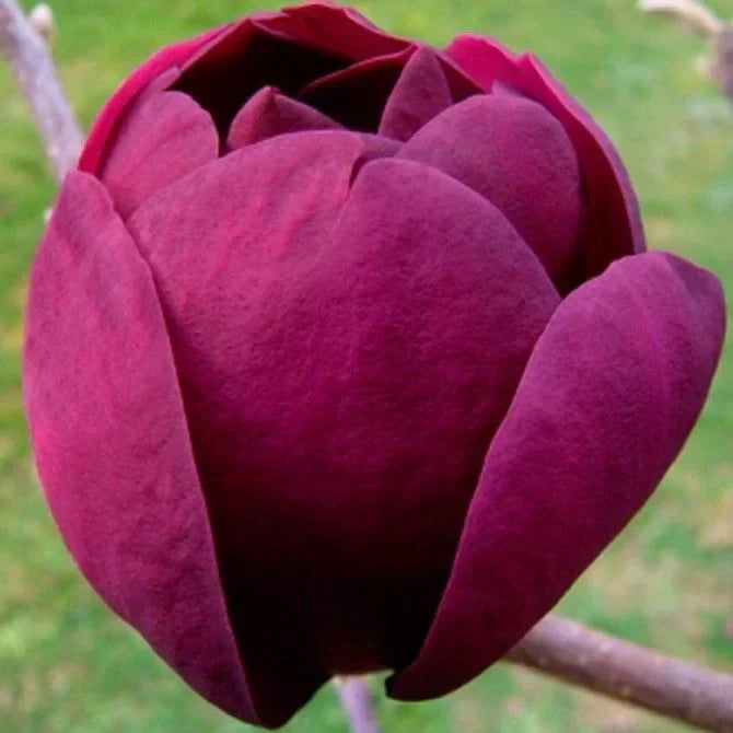 Magnolia "Black Tulip" la ghiveci