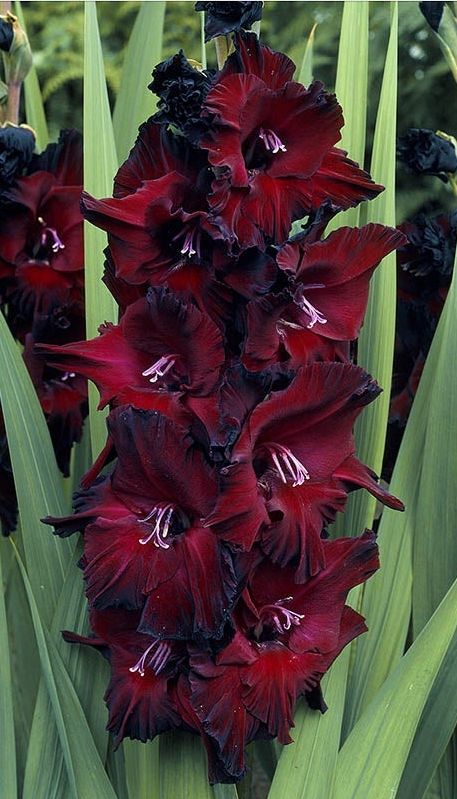 Bulbi de Gladiole "Black Beauty", 5 bucati