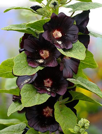 Nalba de gradina , Alcea Rosea Black Magic , 1 bucata