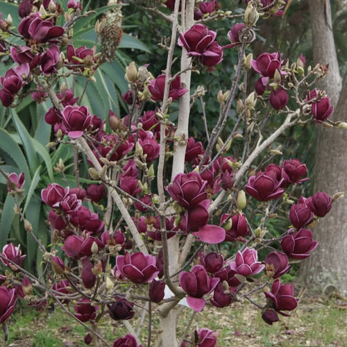 Magnolia "Black Tulip" la ghiveci