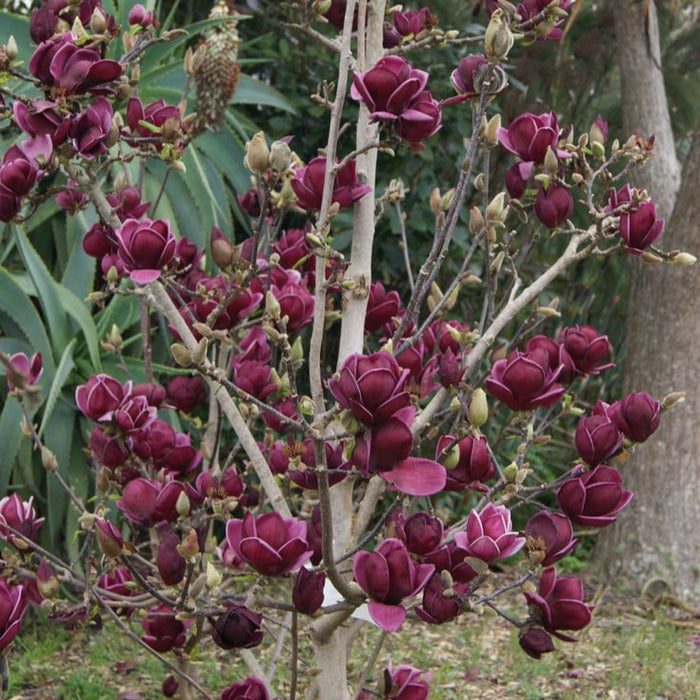 Magnolia "Black Tulip", la ghiveci de 2L