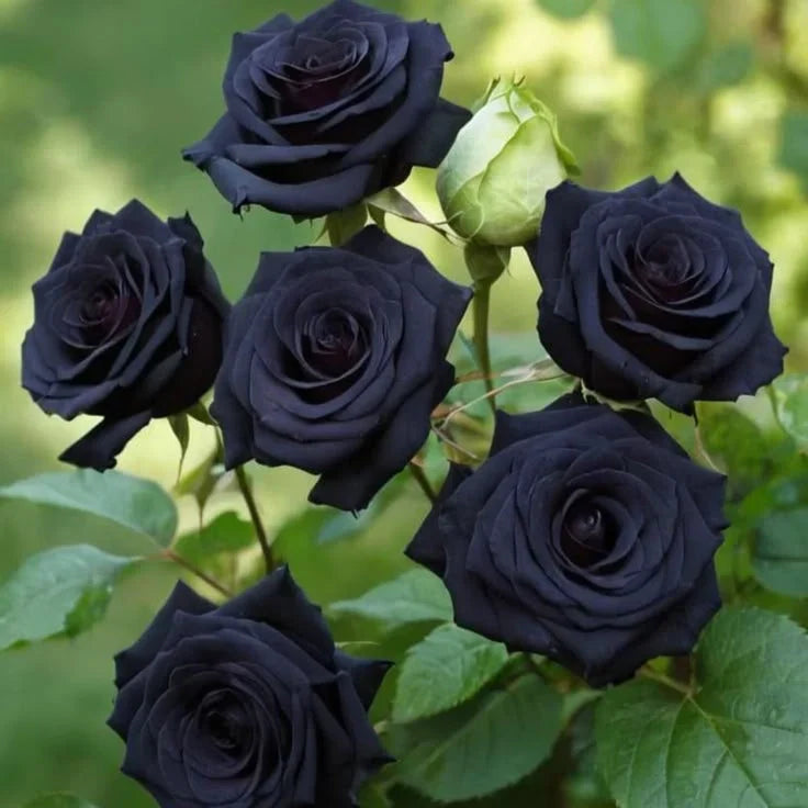 Trandafir "Black Tie", la ghiveci