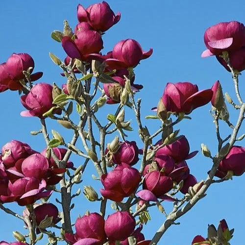Magnolia "Black Tulip" la ghiveci