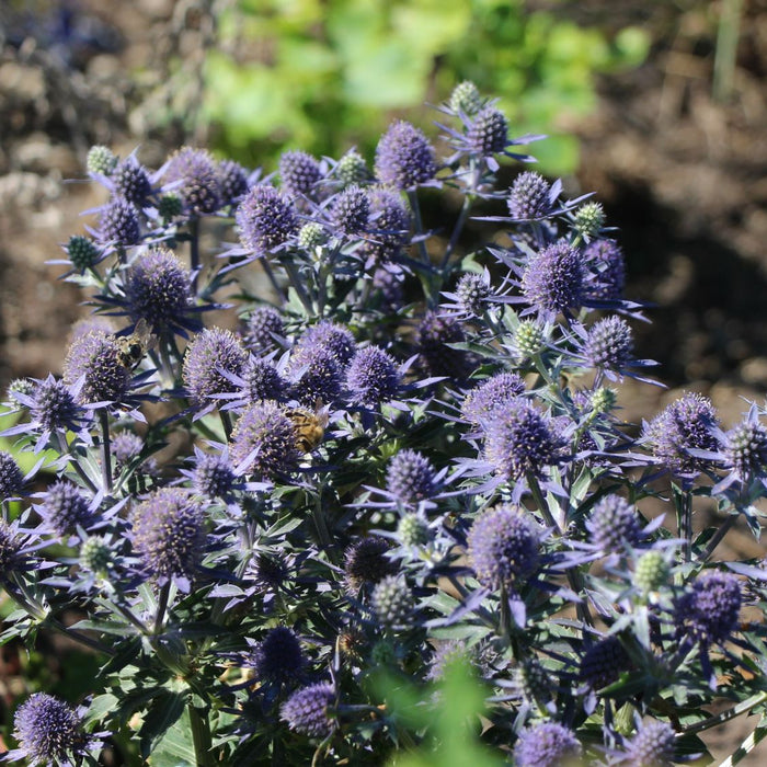 Scai Vanat "Eryngium Blauer Zwerg"