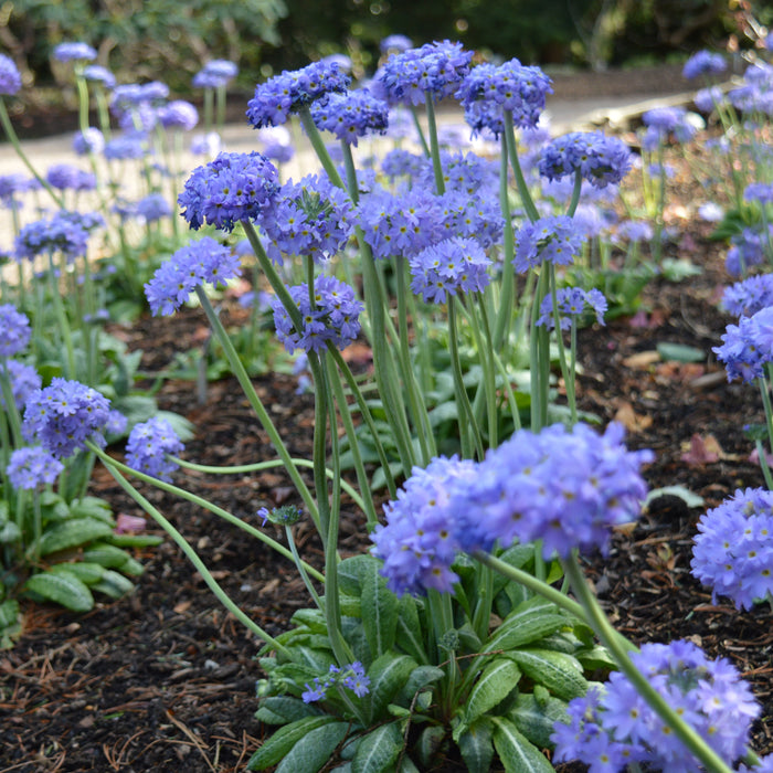 Primula ''Blauw''