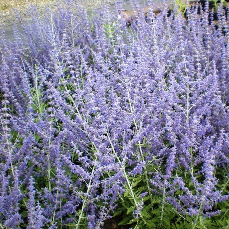 Salvie Ruseasca "Blue Spire"