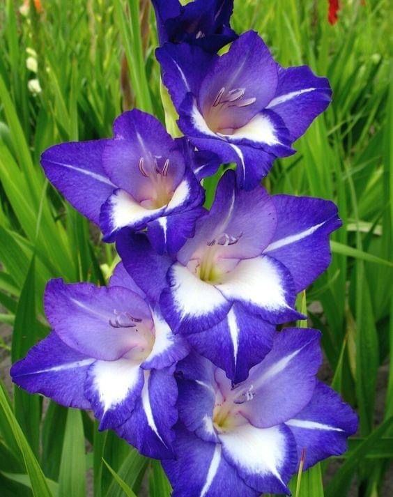 Bulbi de Gladiole "Blue and White" , 5 bucati